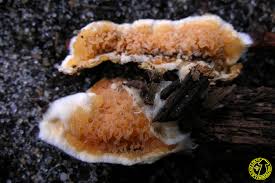 Attēlu rezultāti vaicājumam “Leucogyrophana mollusca”