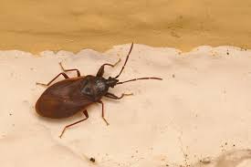 Attēlu rezultāti vaicājumam “Gastrodes grossipes”