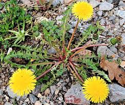 Attēlu rezultāti vaicājumam “Taraxacum suecicum”