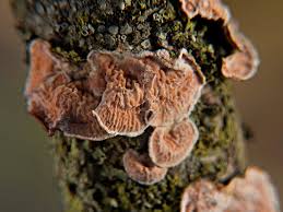 Attēlu rezultāti vaicājumam “Aleurodiscus amorphus”