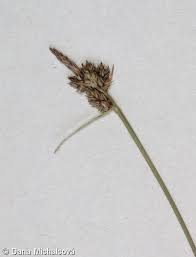 Attēlu rezultāti vaicājumam “Carex pilulifera”