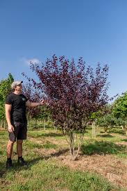 Attēlu rezultāti vaicājumam “Prunus cerasifera”