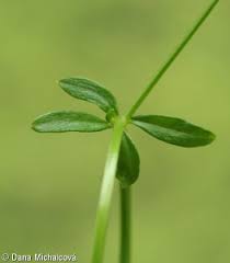 Attēlu rezultāti vaicājumam “Galium rivale flower”