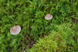 Attēlu rezultāti vaicājumam “Eurhynchium striatum”