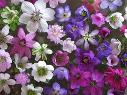 Attēlu rezultāti vaicājumam “Hepatica nobilis fruit”