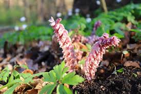 Attēlu rezultāti vaicājumam “Lathraea squamaria flower”
