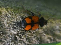 Attēlu rezultāti vaicājumam “Panagaeus cruxmajor”