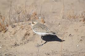 Image result for Charadrius asiaticus