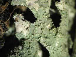 Attēlu rezultāti vaicājumam “Parmelia submontana”