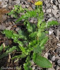 Attēlu rezultāti vaicājumam “Sonchus asper leaf”