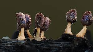 Attēlu rezultāti vaicājumam “Diachea leucopodia spores”