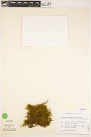 Attēlu rezultāti vaicājumam “Pseudoleskeella nervosa”