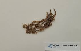 Attēlu rezultāti vaicājumam “Warnstorfia exannulata”