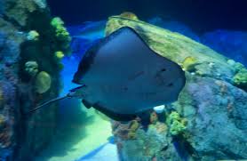 Image result for Hypanus say