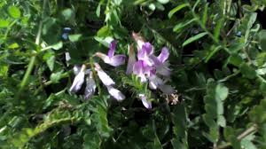 Attēlu rezultāti vaicājumam “Vicia sylvatica flower”
