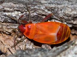 Attēlu rezultāti vaicājumam “Pyrrhocoris apterus imago”