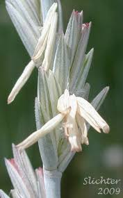 Attēlu rezultāti vaicājumam “Elytrigia repens flower”