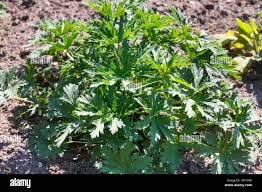 Attēlu rezultāti vaicājumam “Geranium pratense leaf”