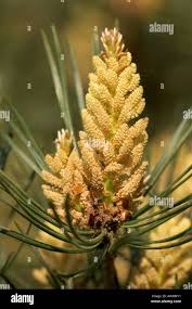 Attēlu rezultāti vaicājumam “Pinus sylvestris female flower”