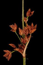 Attēlu rezultāti vaicājumam “Schoenoplectus lacustris subsp. lacustris”