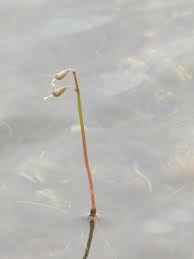 Attēlu rezultāti vaicājumam “Lobelia dortmanna flower”