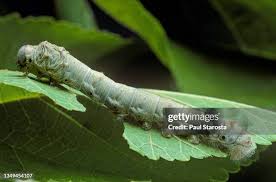 Attēlu rezultāti vaicājumam “Nymphalis xanthomelas pupa”