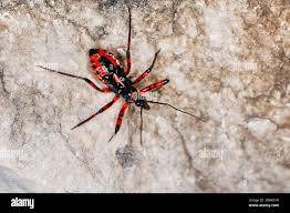 Attēlu rezultāti vaicājumam “Rhynocoris annulatus nymph”