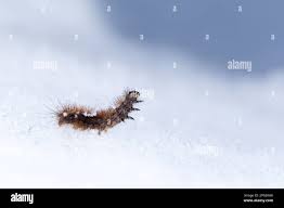 Attēlu rezultāti vaicājumam “Diacrisia sannio larva”