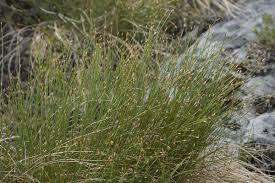 Attēlu rezultāti vaicājumam “Trichophorum cespitosum”