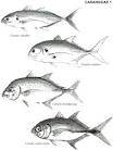 Revista de Biología Tropical - Carangidae - jureles, pómpanos ...