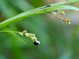 Attēlu rezultāti vaicājumam “Anthracoidea”