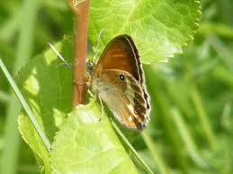 Attēlu rezultāti vaicājumam “Coenonympha arcania underside”