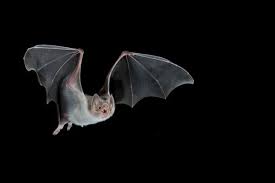 Image result for Vampire Batters