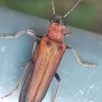 Attēlu rezultāti vaicājumam “Anogcodes melanurus”