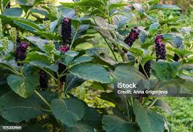 Attēlu rezultāti vaicājumam “Phytolacca acinosa fruit”