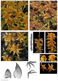 Attēlu rezultāti vaicājumam “Sphagnum contortum”