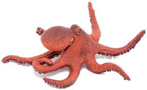 Image result for papop