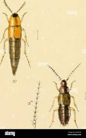 Attēlu rezultāti vaicājumam “Quedius dilatatus”