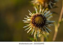 Attēlu rezultāti vaicājumam “Carlina biebersteinii bud”