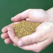 Attēlu rezultāti vaicājumam “Galega orientalis fruit”