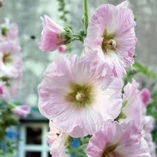 Image result for Stockrose