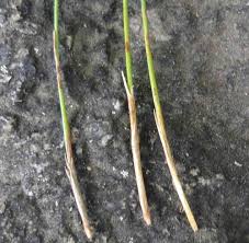 Attēlu rezultāti vaicājumam “Trichophorum cespitosum fruit”