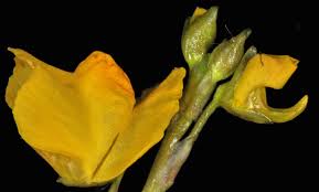 Attēlu rezultāti vaicājumam “Utricularia vulgaris leaf”