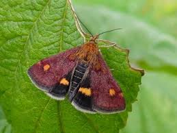 Attēlu rezultāti vaicājumam “Crambidae”