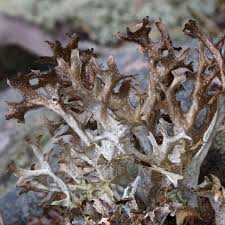 Attēlu rezultāti vaicājumam “Cetraria sepincola”