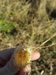 Attēlu rezultāti vaicājumam “Echinocystis lobata fruit”