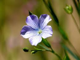 Image result for Linum usitatissimum