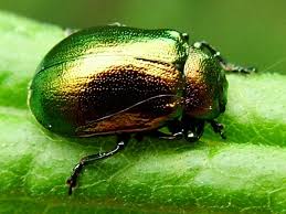 Attēlu rezultāti vaicājumam “Linaeidea aenea”