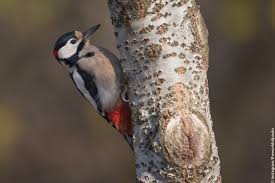 Attēlu rezultāti vaicājumam “Dendrocopos major”