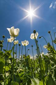 Image result for Papaver somniferum White Cloud